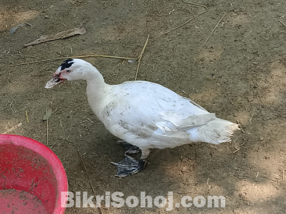 ৪০ পিস চিনা হাঁস